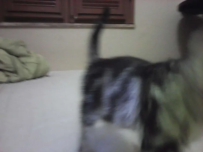 Gato ra a vira lataa idade  nome piciuzera