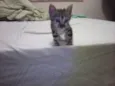 piciuzera