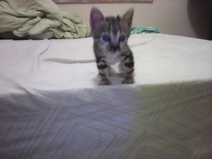 Gato ra a vira lataa idade  nome piciuzera