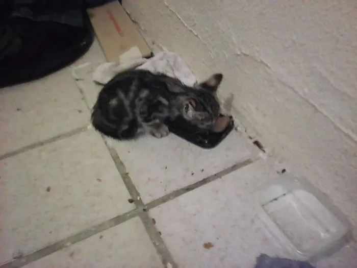 Gato ra a vira lataa idade  nome piciuzera