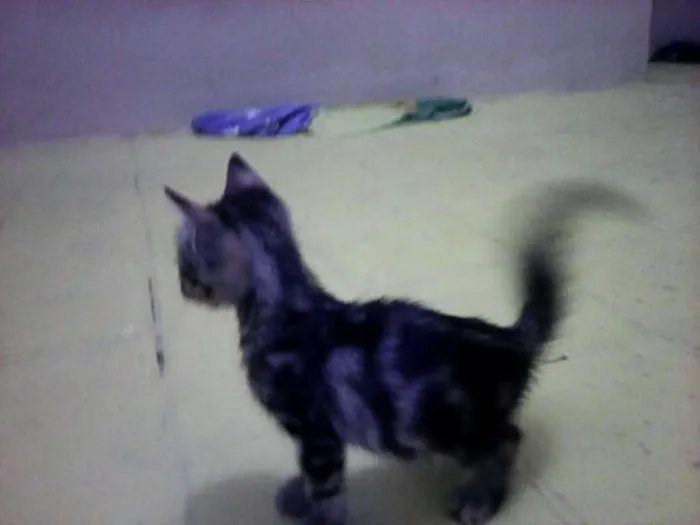 Gato ra a vira lataa idade  nome piciuzera