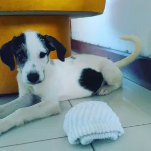 Cachorro raça Mestiço de polldoo idade 2 a 6 meses nome Sem nome