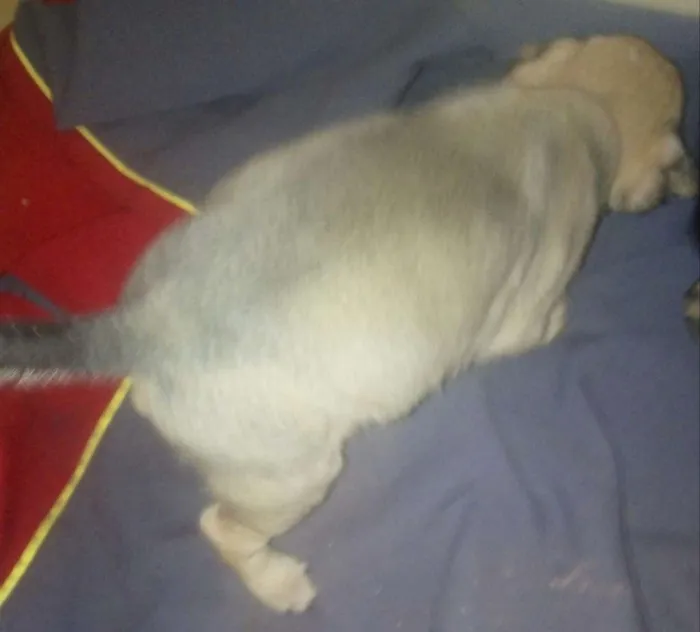 Cachorro raça Vira-lata idade Abaixo de 2 meses nome Nao definido