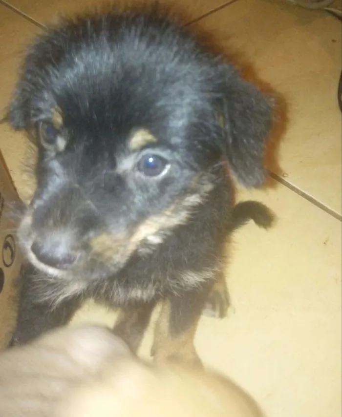 Cachorro raça Vira-lata idade Abaixo de 2 meses nome Nao definido