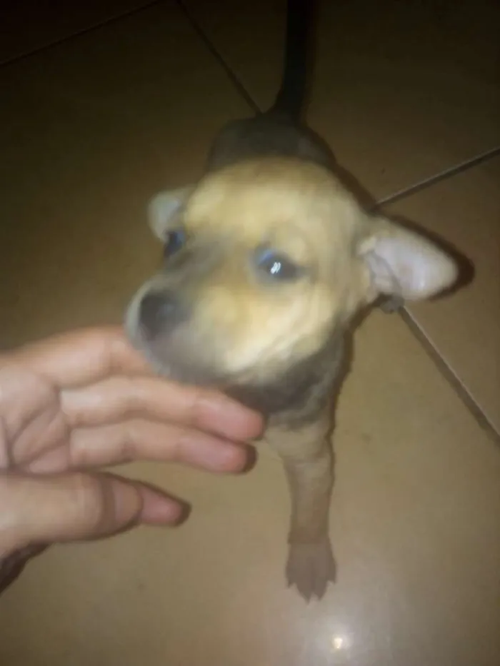 Cachorro raça Vira-lata idade Abaixo de 2 meses nome Nao definido