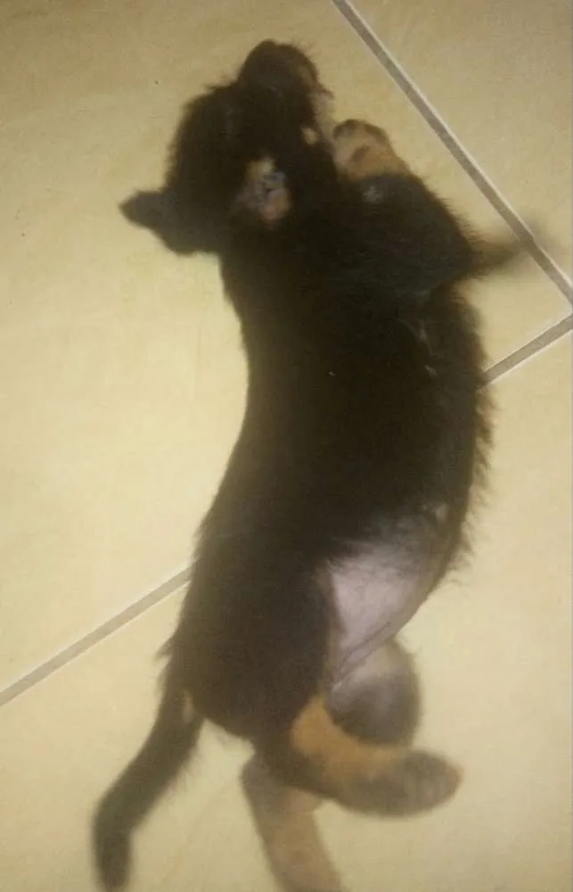 Cachorro raça Vira-lata idade Abaixo de 2 meses nome Nao definido