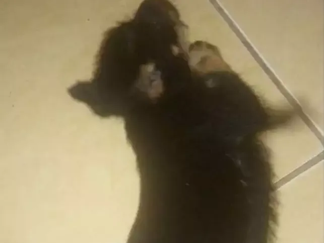 Cachorro raça Vira-lata idade Abaixo de 2 meses nome Nao definido