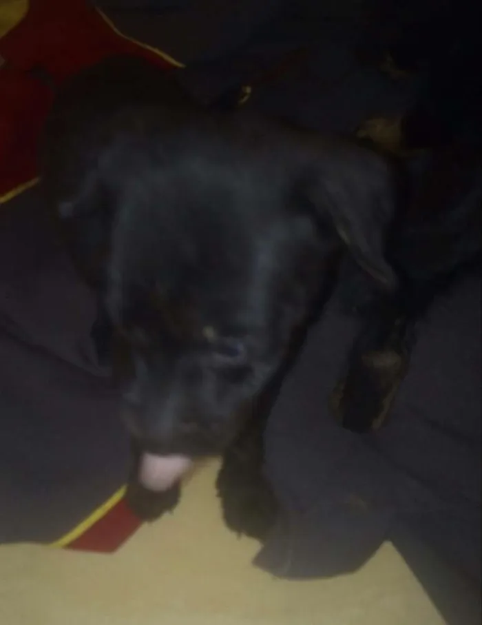 Cachorro raça Vira-lata idade Abaixo de 2 meses nome Nao definido