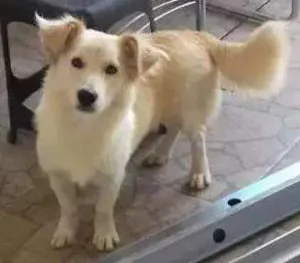 Cachorro raça Indefinido idade 7 a 11 meses nome Lion