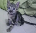piciuzera