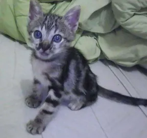 Gato raça vira lataa idade  nome piciuzera