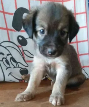 Cachorro raça Indefinida idade Abaixo de 2 meses nome Thor
