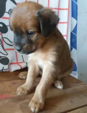 Cachorro raça Indefinida idade 2 a 6 meses nome Maia