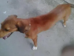 Cachorro raça Vira lata idade 7 a 11 meses nome RAI