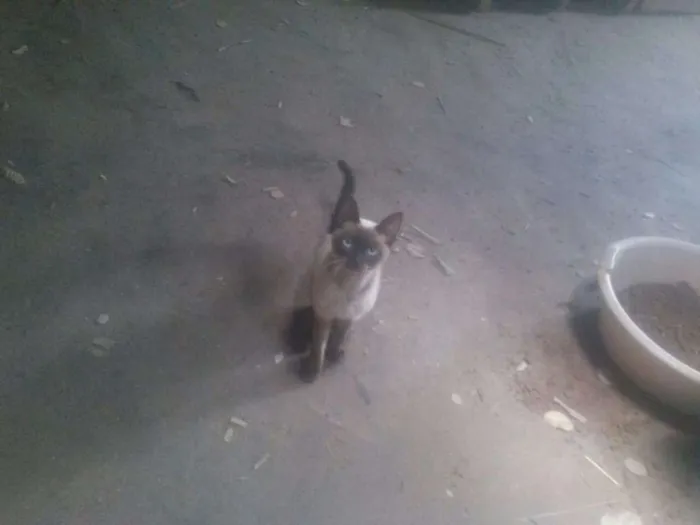 Gato ra a SRD idade 2 a 6 meses nome Sem nome