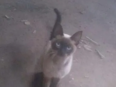 Gato ra a SRD idade 2 a 6 meses nome Sem nome