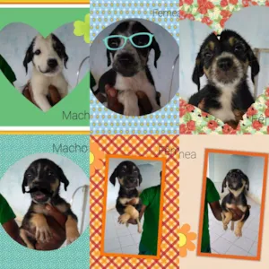 Cachorro raça Mestiço de polldoo idade 2 a 6 meses nome Sem nome