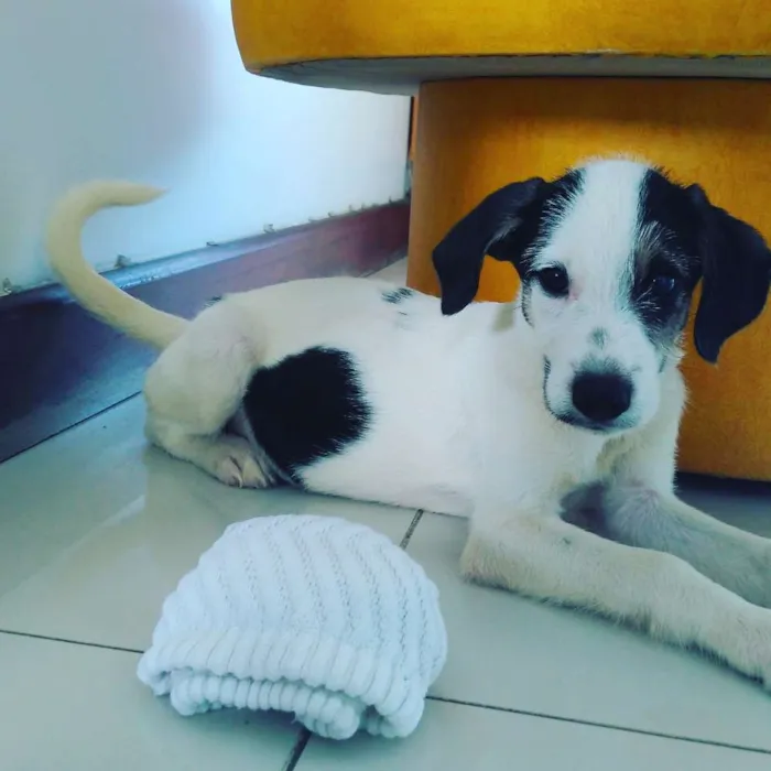 Cachorro raça Mestiço de polldoo idade 2 a 6 meses nome Sem nome