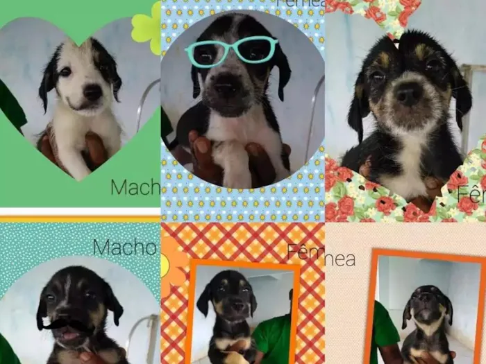 Cachorro raça Mestiço de polldoo idade 2 a 6 meses nome Sem nome