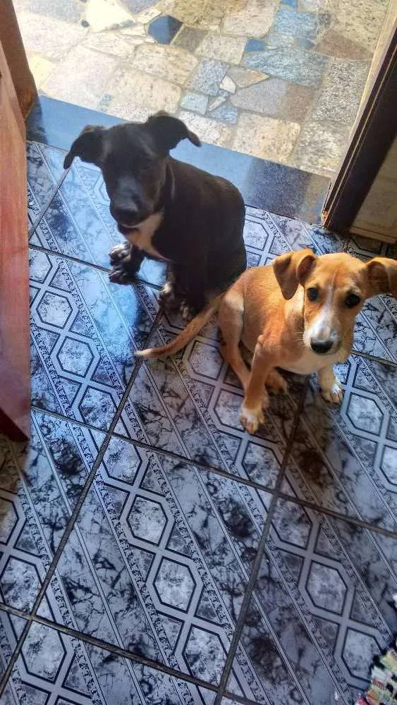 Cachorro ra a Vira lata idade 2 a 6 meses nome Belinha e Bilika