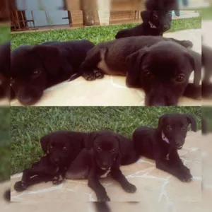 Cachorro raça SRD idade 2 a 6 meses nome Docinho