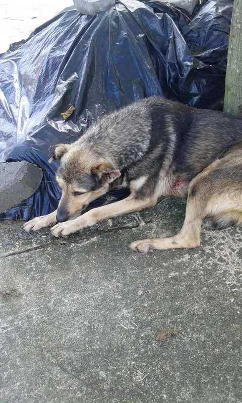 Cachorro ra a pastor alemão misturada idade 6 ou mais anos nome Dara