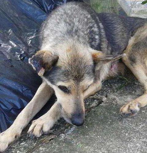 Cachorro ra a pastor alemão misturada idade 6 ou mais anos nome Dara