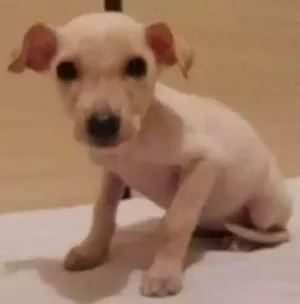 Cachorro raça SRD idade 2 a 6 meses nome Sem nome