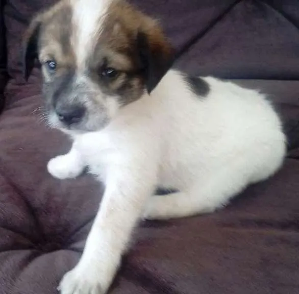 Cachorro ra a sdr idade 2 a 6 meses nome LUCY