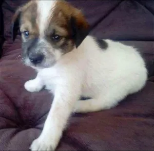 Cachorro raça sdr idade 2 a 6 meses nome LUCY
