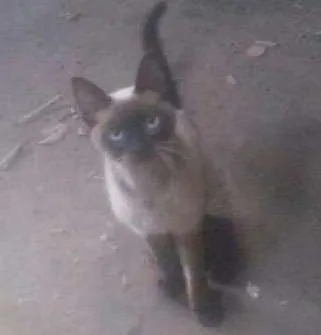 Gato ra a SRD idade 2 a 6 meses nome Sem nome