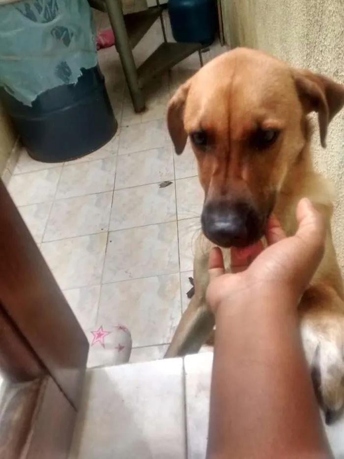 Cachorro ra a Sem raça definida idade 7 a 11 meses nome Whisky