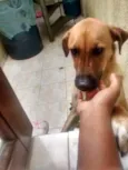 Whisky