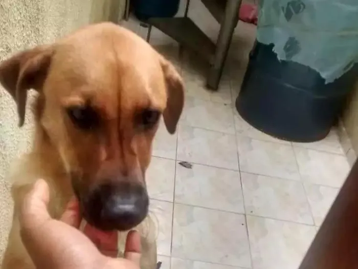 Cachorro ra a Sem raça definida idade 7 a 11 meses nome Whisky