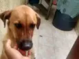 Whisky