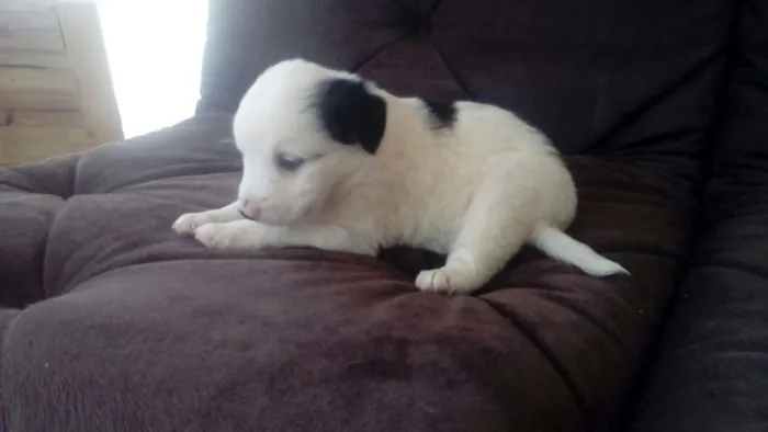 Cachorro ra a sdr idade 2 a 6 meses nome JULY