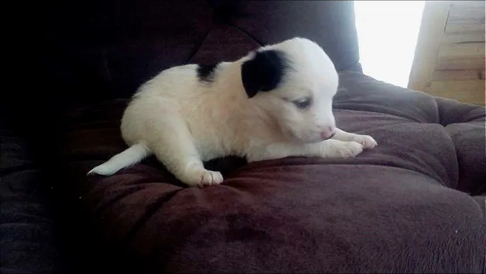 Cachorro ra a sdr idade 2 a 6 meses nome JULY