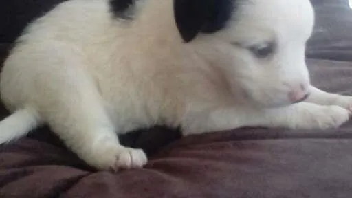 Cachorro ra a sdr idade 2 a 6 meses nome JULY