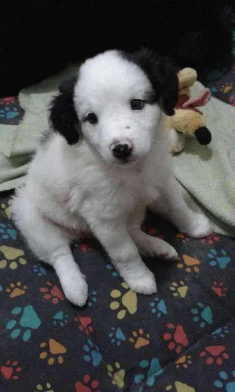 Cachorro ra a sdr idade 2 a 6 meses nome JULY