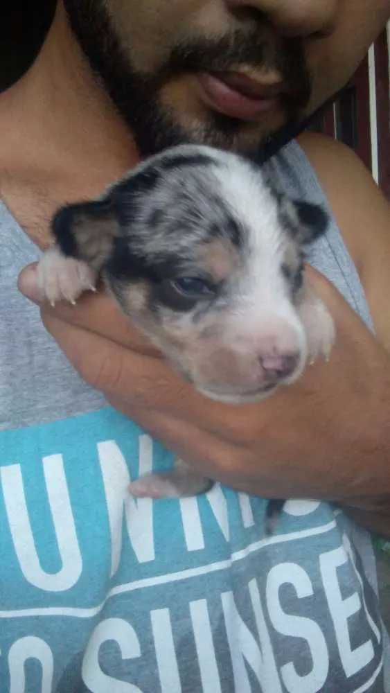 Cachorro raça Vira lata idade Abaixo de 2 meses nome Sem nome