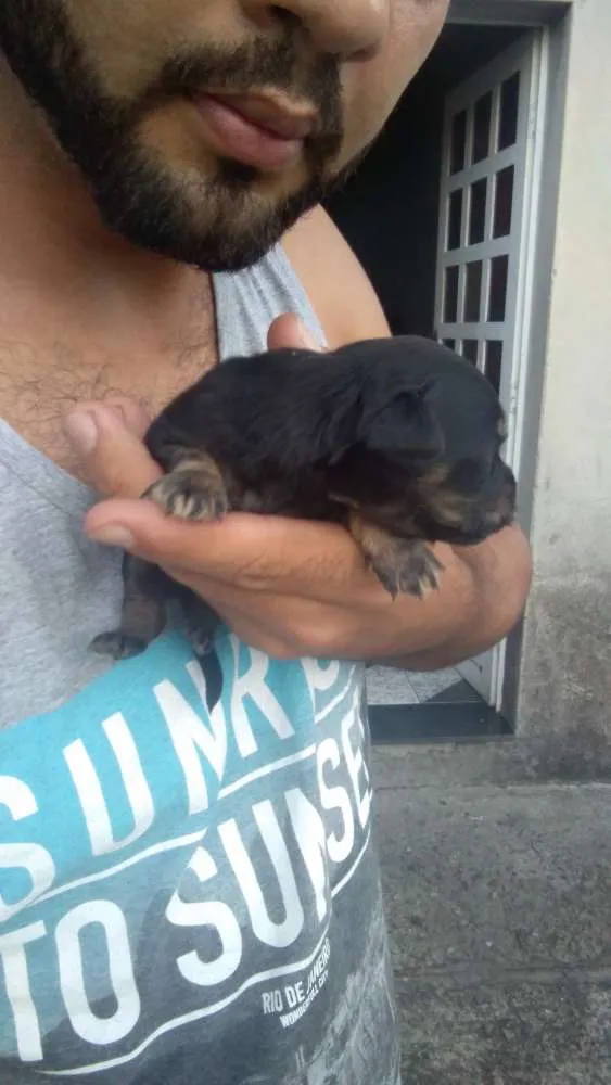 Cachorro raça Vira lata idade Abaixo de 2 meses nome Sem nome