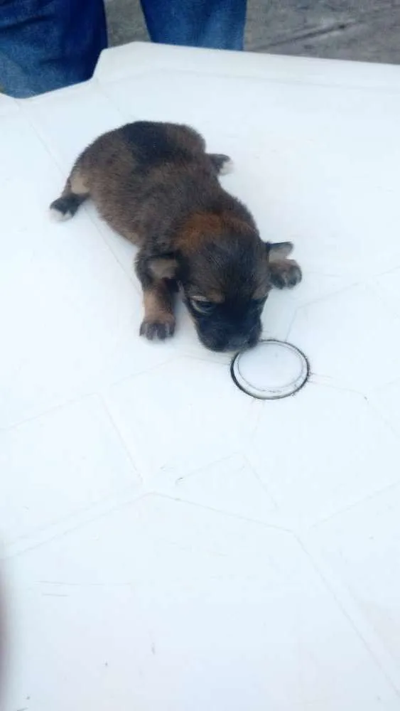 Cachorro raça Vira lata idade Abaixo de 2 meses nome Sem nome