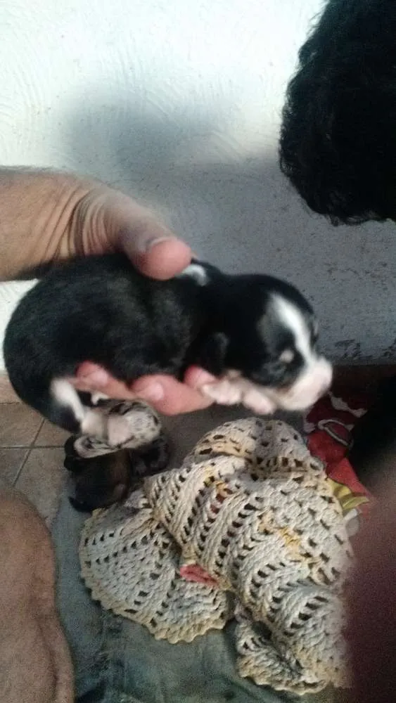 Cachorro raça Vira lata idade Abaixo de 2 meses nome Sem nome