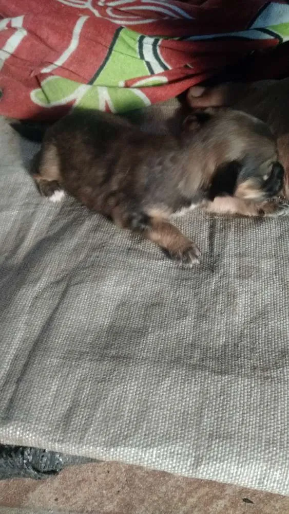 Cachorro raça Vira lata idade Abaixo de 2 meses nome Sem nome