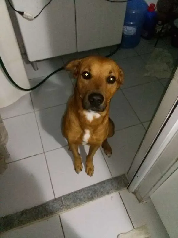 Cachorro ra a mistura com labrador idade 3 anos nome maiconl