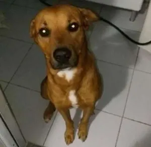 Cachorro raça mistura com labrador idade 3 anos nome maiconl
