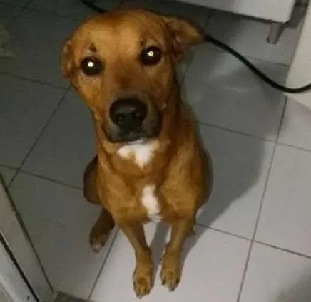 Cachorro ra a mistura com labrador idade 3 anos nome maiconl