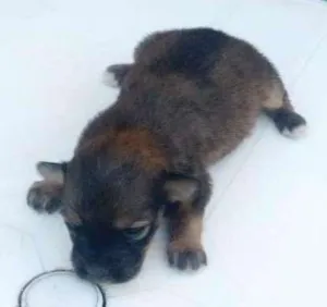 Cachorro raça Vira lata idade Abaixo de 2 meses nome Sem nome