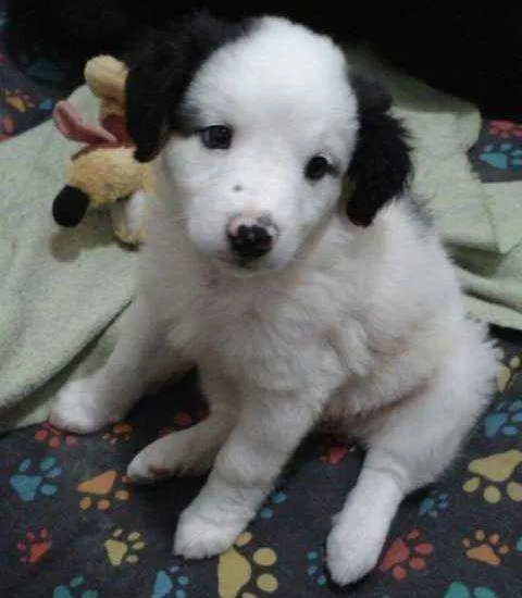 Cachorro ra a sdr idade 2 a 6 meses nome JULY
