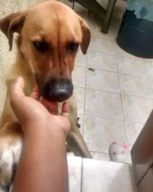 Cachorro raça Sem raça definida idade 7 a 11 meses nome Whisky
